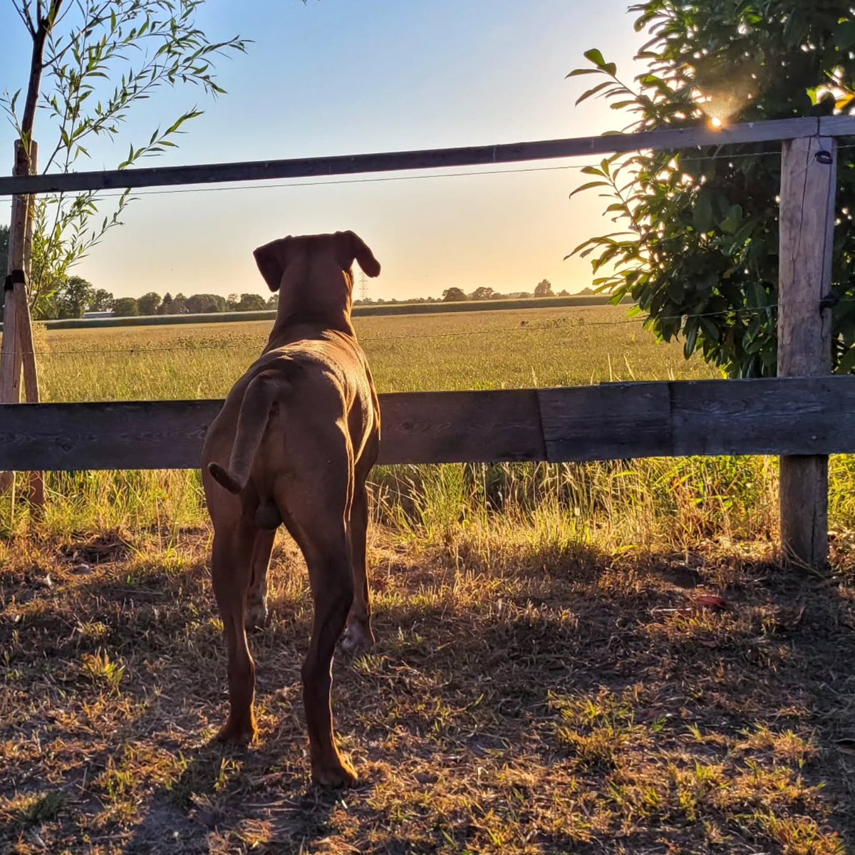 savannahwrighty's tweet photo. Yesterday evening, a cat and a hare were in the meadow behind us. I think they were teasing me, just like the three bunnies this morning. https://t.co/nyd73FLgaj
