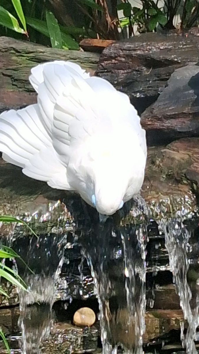 kskohli_f's tweet photo. David is a magnificent Blue-eyed Cockatoo and a deeply loved member of our extraordinary family. Our aviary is home to different types of Macaws including the majestic Hyacinth Macaws, beautiful rare Cockatoos and many other remarkable rare parrots-but to us, they are not simply birds. They are our children, our sons and daughters, and inseparable members of our family.

Every joyful call, playful moment and graceful wingbeat fills our home with happiness. We celebrate each birthday with great joy and ceremony- cutting cakes, singing birthday songs and thanking God for the blessing of their presence in our lives.

We believe that every living being has a soul. The same divine light that shines within human beings also shines through these innocent eyes. When we look at them, we see love, purity and God Himself.

Their spacious open-air aviary is a sanctuary created with devotion. Their aviary has advanced air-conditioning, Dyson air purifiers, the highest standards of hygiene, nutritious food, carefully selected nuts and seeds, and new toys every week. Yet their greatest comfort is the love, companionship and dignity with which they are cherished every day.

Fly freely, dear David. Your wings carry our prayers, your joy is our blessing, and your happiness fills our hearts. ❤️🙏

डेविड एक शानदार Blue-eyed Cockatoo है और हमारे असाधारण परिवार का बेहद प्यारा सदस्य है। हमारी पक्षीशाला में विभिन्न प्रकार के Macaws रहते हैं, जिनमें भव्य Hyacinth Macaws, अत्यंत सुंदर दुर्लभ Cockatoos और कई अन्य अद्भुत एवं दुर्लभ तोते शामिल हैं। लेकिन हमारे लिए वे केवल पक्षी नहीं हैं- वे हमारे बच्चे, हमारे बेटे-बेटियाँ और हमारे परिवार के अभिन्न सदस्य हैं।

उनकी हर आनंदमयी पुकार, चंचल शरारत और पंखों की हर मनमोहक फड़फड़ाहट हमारे घर को खुशियों से भर देती है। हम उनमें से प्रत्येक का जन्मदिन पूरे हर्षोल्लास और धूमधाम से मनाते हैं- केक काटते हैं, जन्मदिन के गीत गाते हैं और हमारे जीवन में उनकी पावन उपस्थिति के लिए ईश्वर का धन्यवाद करते हैं।

हमारा विश्वास है कि प्रत्येक जीव में आत्मा होती है। जो दिव्य ज्योति मनुष्यों के भीतर प्रकाशित होती है, वही इन मासूम आँखों में भी चमकती है। जब हम उन्हें देखते हैं, तो हमें उनमें प्रेम, पवित्रता और स्वयं ईश्वर के दर्शन होते हैं।

उनकी विशाल, खुली और हवादार पक्षीशाला प्रेम एवं समर्पण से बनाया गया एक सुरक्षित आश्रय है। इसमें उन्नत वातानुकूलन व्यवस्था, Dyson एयर प्यूरिफायर, स्वच्छता के सर्वोच्च मानक, पौष्टिक भोजन, सावधानी से चुने गए मेवे और बीज तथा हर सप्ताह नए खिलौने उपलब्ध हैं। फिर भी उनका सबसे बड़ा सुख वह प्रेम, साथ, सम्मान और गरिमा है, जिसके साथ उन्हें हर दिन संजोया जाता है।

स्वच्छंद उड़ते रहो, प्यारे डेविड। तुम्हारे पंख हमारी प्रार्थनाओं को अपने साथ ले जाते हैं, तुम्हारी खुशी हमारे लिए आशीर्वाद है और तुम्हारा आनंद हमारे हृदयों को भर देता है। ❤️🙏

#BlueEyedCockatoo #CockatooLove  #FeatheredFamily #DavidTheCockatoo #MacawLovers
#HyacinthMacaw #ParrotFamily #birdlovers #AviaryLife #parrotlovers #frankfinninstituteofairhostesstraining #kulvindersinghkohli #kskohli