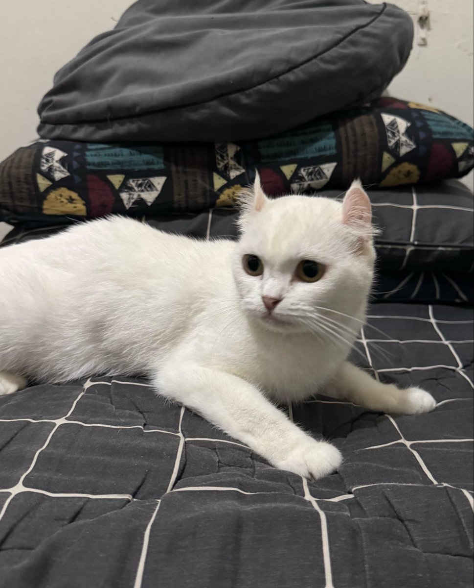 Mengepett__'s tweet photo. open adopt kucing american curl ngurangin kucing dirumah lok jaktim tmii, betina 🙏🏻 https://t.co/DuPuD9Cc1n