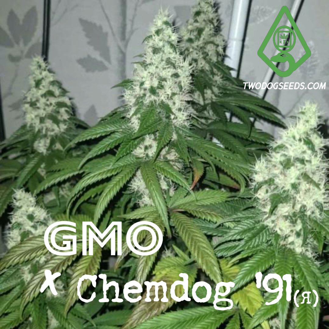 TwoDogSeeds_Co's tweet photo. GMO x ‘91
Got quite a few of these beans left

https://t.co/dwjoX9DMjf https://t.co/omhhFvWMaK