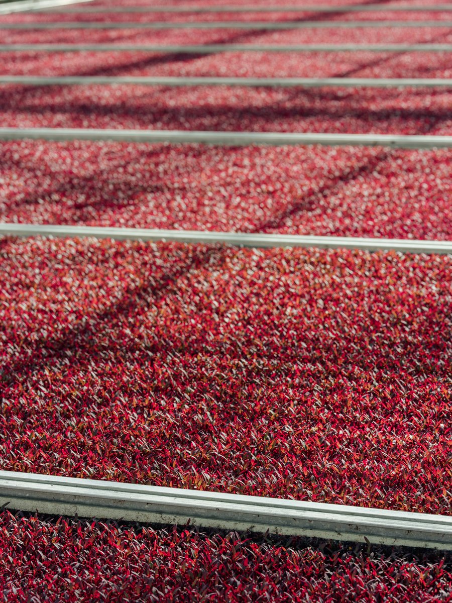 WestlandsUK's tweet photo. #RedAmaranth on the benches.
Rows of deep colour, growing evenly and picked fresh.
It looks delicate on the plate, but getting it there takes control, timing and years of growing experience. 😏
Add an earthy flavour and vibrant look to your plate - https://t.co/jVpmaLx0uL https://t.co/6NV239ldUo