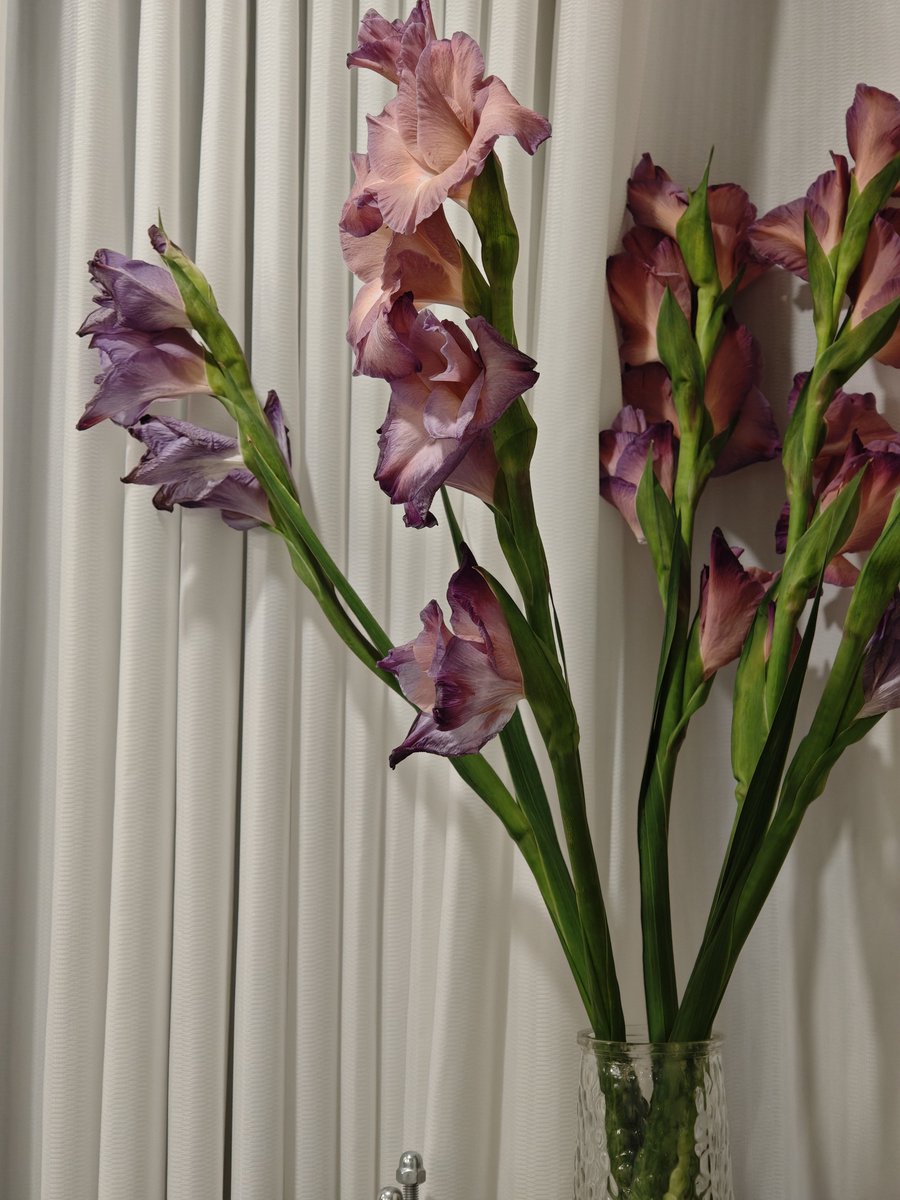 xxyyun_'s tweet photo. 薄荷黑巧，猫猫，和花花 https://t.co/yrIWFPCXAA