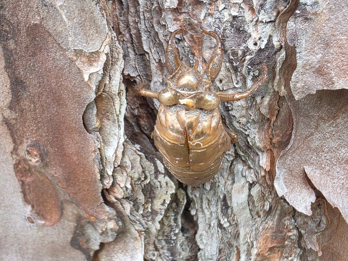 Ryder_Sherbrook's tweet photo. Cicada shells https://t.co/BiQPCAaVtW