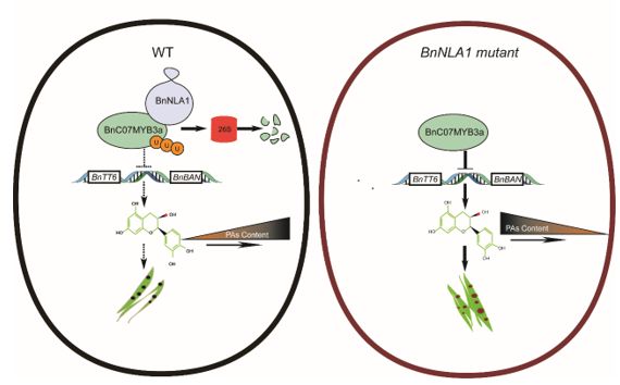 ThePlantCell's tweet photo. The E3 ligase BnNLA1 modulates seed coat color in Brassica napus through ubiquitination of BnC07MYB3a (Ran Hu , Haijiang Liu , Yunshan Tang , et al) https://t.co/EGf0EnvFCS @ASPB #PlantSci https://t.co/g2Q2fjWjBs