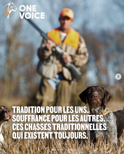 ChasseAbolition's tweet photo. Pantes, glu, matoles, chasse à l’arc, chasse à courre, vénerie sous terre, chasse en enclos…

https://t.co/ZFQAPGXV6i https://t.co/IwzDT6qtX7