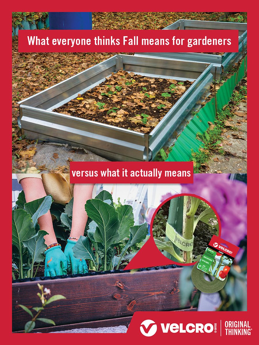 VelcroBrand's tweet photo. Think gardening season ends when summer does? 🌱 Think again.

Fall is one of the best times to harvest cool-weather crops, support healthy growth, and prepare your garden for seasons to come. 🍂

What's on your fall gardening to-do list? https://t.co/GHc5LZsr81