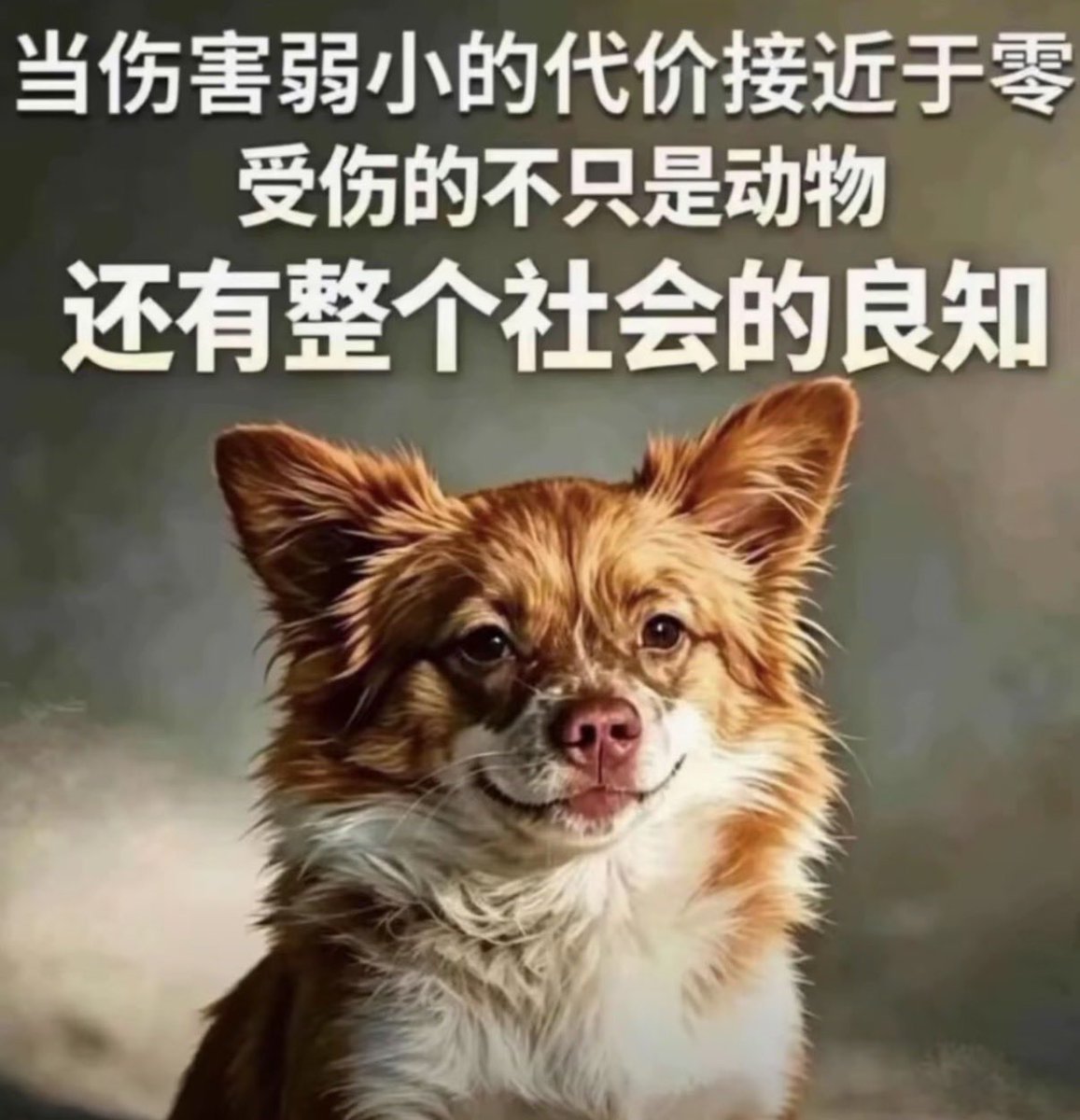 wodanggangqiang's tweet photo. 别说过去的事就让它过去，在我这里旺旺这件事过不去，如果动物保护法不立案，我依然每天会为旺旺发帖。#wangwang #JusticeForWangWang https://t.co/rfJnh77Egs