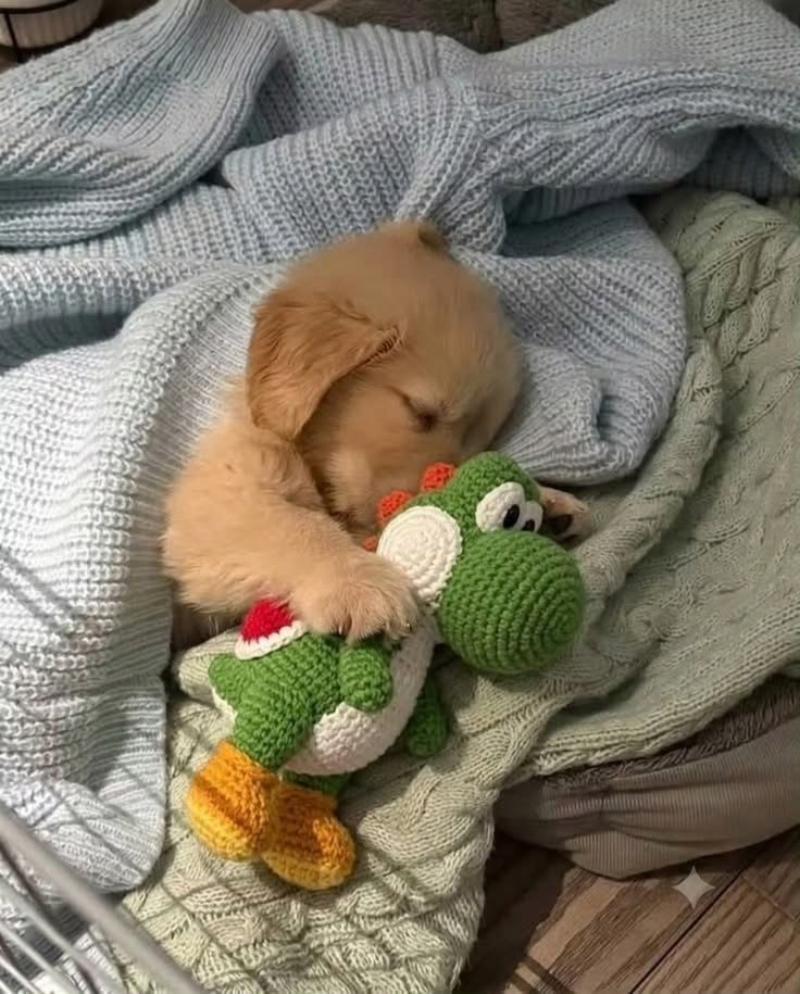 puppiesDoglover's tweet photo. https://t.co/2qMu4FyKE2
