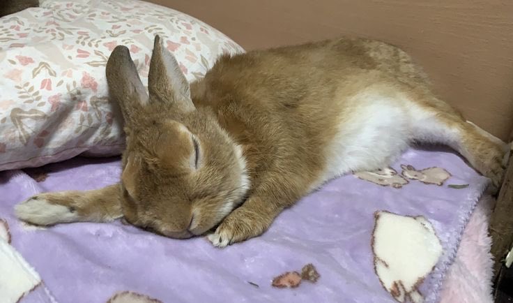 Bunnies's tweet photo. https://t.co/EOtV8qOIja