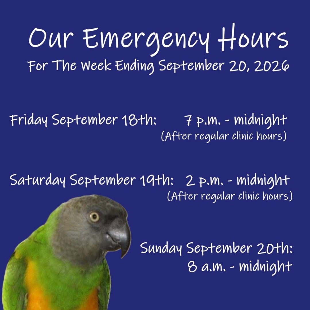 ExoticPetVets's tweet photo. We have #EmergencyHours all weekend, starting tonight from 7 p.m. - midnight, #Saturday (which happens to be #MeyersandSenegalsDay) from 2 p.m. - midnight and #Sunday from 8 a.m. - midnight. Please call us at 416-223-1165 if your exotic pet needs urgent medical care. https://t.co/ksFV6zWBYI
