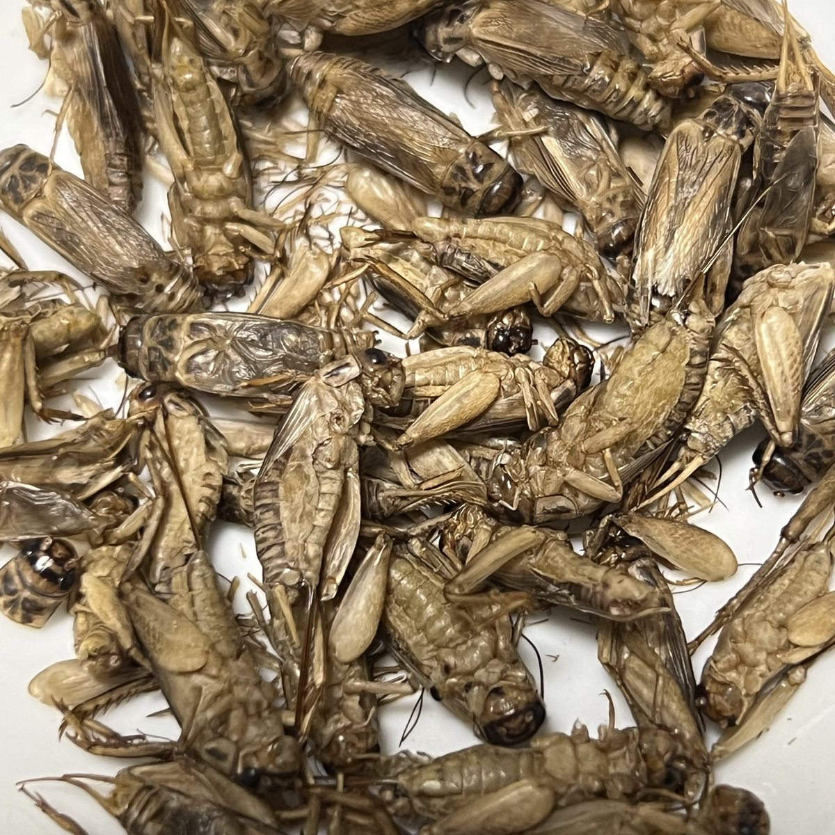 ntck79's tweet photo. 松葉亭の昆虫食自販機に初トライ、
コオロギを買ったがまぁまぁだった。
次はセミを食べよう。 https://t.co/FnuvBthV22