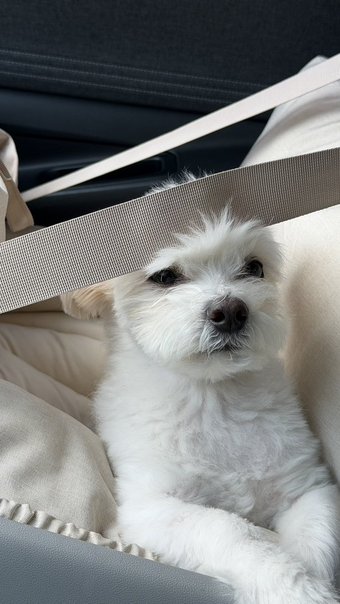 Noopppp_y's tweet photo. 여기에 이마가 눌리는게 좋은가바
손으로 꾸욱 눌러주는것도 좋아하는데 그런 느낌인걸까
차타면 꼼지락 거리면서 저기에 이마를 붙이고 한참잇슴 https://t.co/NoI021t6eC