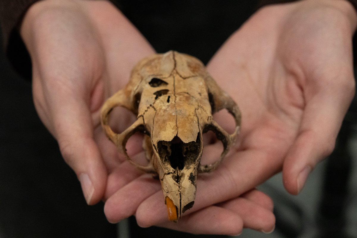 NHMU's tweet photo. These bones come from deep underground, yet are only a few thousand years old! 

Many caves naturally accumulate the bones of animals, and thus preserve key archives for understanding how high-elevation ecosystems have changed over the past several thousand years. 

#IDCK2026 https://t.co/yo7S7zAoEy