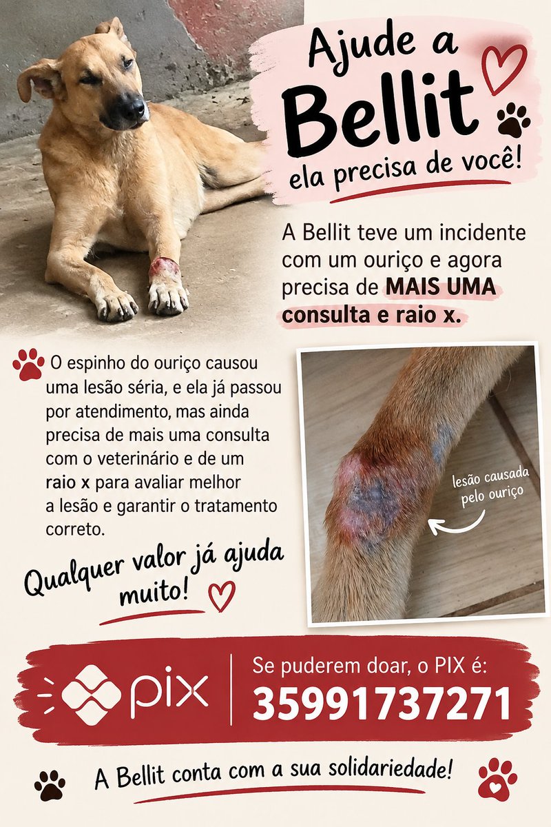28bebesajuda's tweet photo. pessoal boas-novas!!!
marcamos a consulta da bellit na faculdade, vai ser em aula e só vamos pagar 50% dos exames!!! qualquer valor arrecadado, será usado para ela e se sobrar, com os outros bichinhos ❤️

pix: 35991737271 https://t.co/S2wufEWsBG