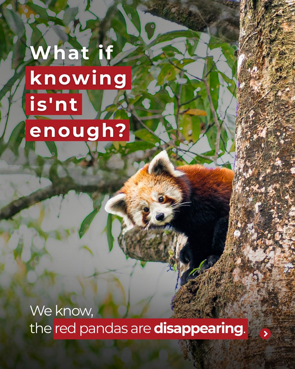 RedPandaNetwork's tweet photo. International Red Panda Day gives us a moment to talk about red pandas. But the work that determines their future happens long after the posts disappear.

It happens in forests under pressure, in communities balancing daily needs with conservation, in monitoring routes, restoration sites, livelihood programs, research, and countless local decisions that rarely make headlines.

Protecting red pandas is not only about knowing they are endangered. It is about understanding the landscape they depend on, the people who share it, and the choices that shape what happens next.

Let's look at that bigger picture and at what meaningful action can look like beyond a single day of awareness.

Read : Beyond Awareness: What Will You Do for the Red Panda?
 https://t.co/G6nhvB3yYa

#InternationalRedPandaDay #IRPD2026 #RedPandaConservation #RedPandaNetwork #CommunityConservation