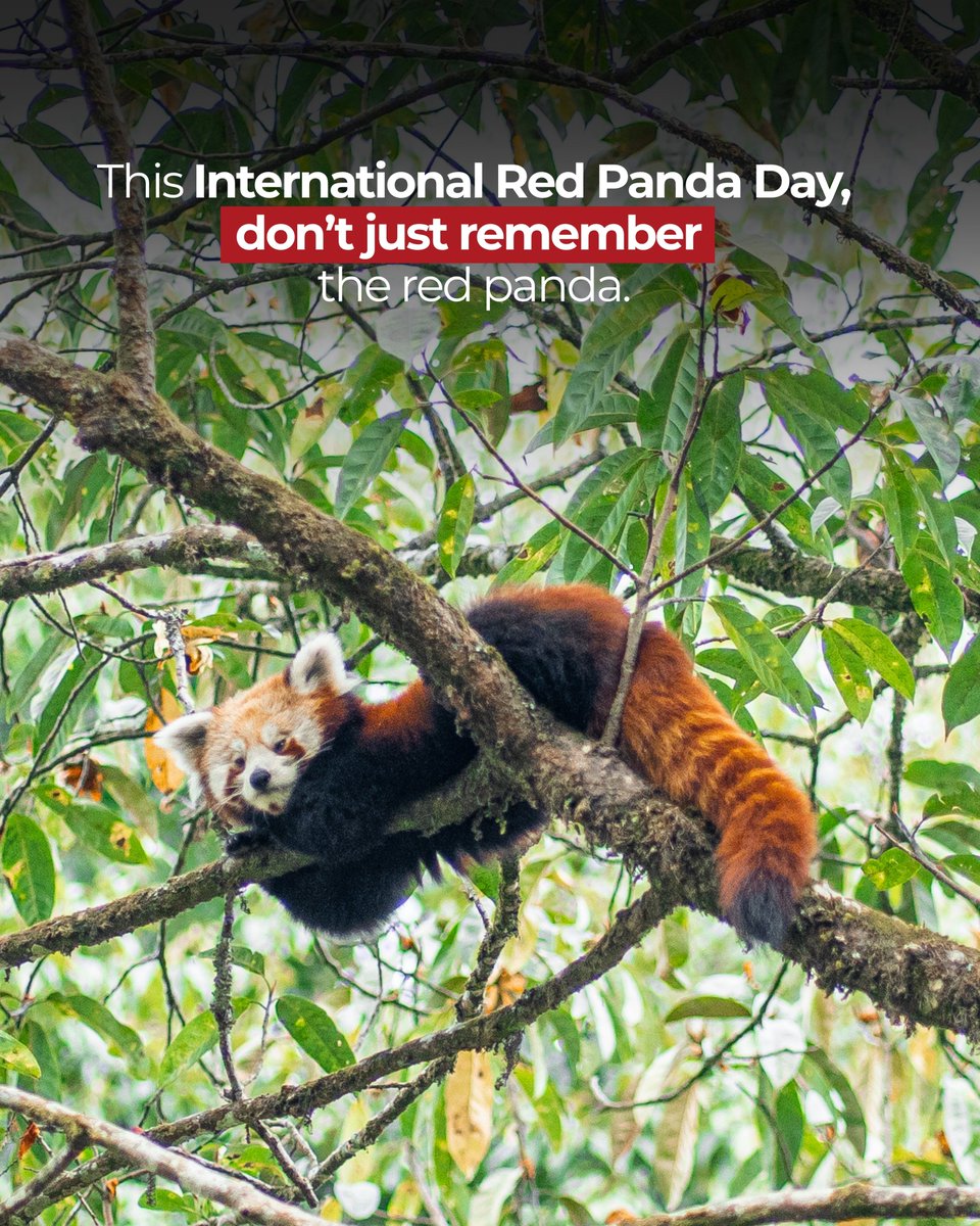 RedPandaNetwork's tweet photo. International Red Panda Day gives us a moment to talk about red pandas. But the work that determines their future happens long after the posts disappear.

It happens in forests under pressure, in communities balancing daily needs with conservation, in monitoring routes, restoration sites, livelihood programs, research, and countless local decisions that rarely make headlines.

Protecting red pandas is not only about knowing they are endangered. It is about understanding the landscape they depend on, the people who share it, and the choices that shape what happens next.

Let's look at that bigger picture and at what meaningful action can look like beyond a single day of awareness.

Read : Beyond Awareness: What Will You Do for the Red Panda?
 https://t.co/G6nhvB3yYa

#InternationalRedPandaDay #IRPD2026 #RedPandaConservation #RedPandaNetwork #CommunityConservation