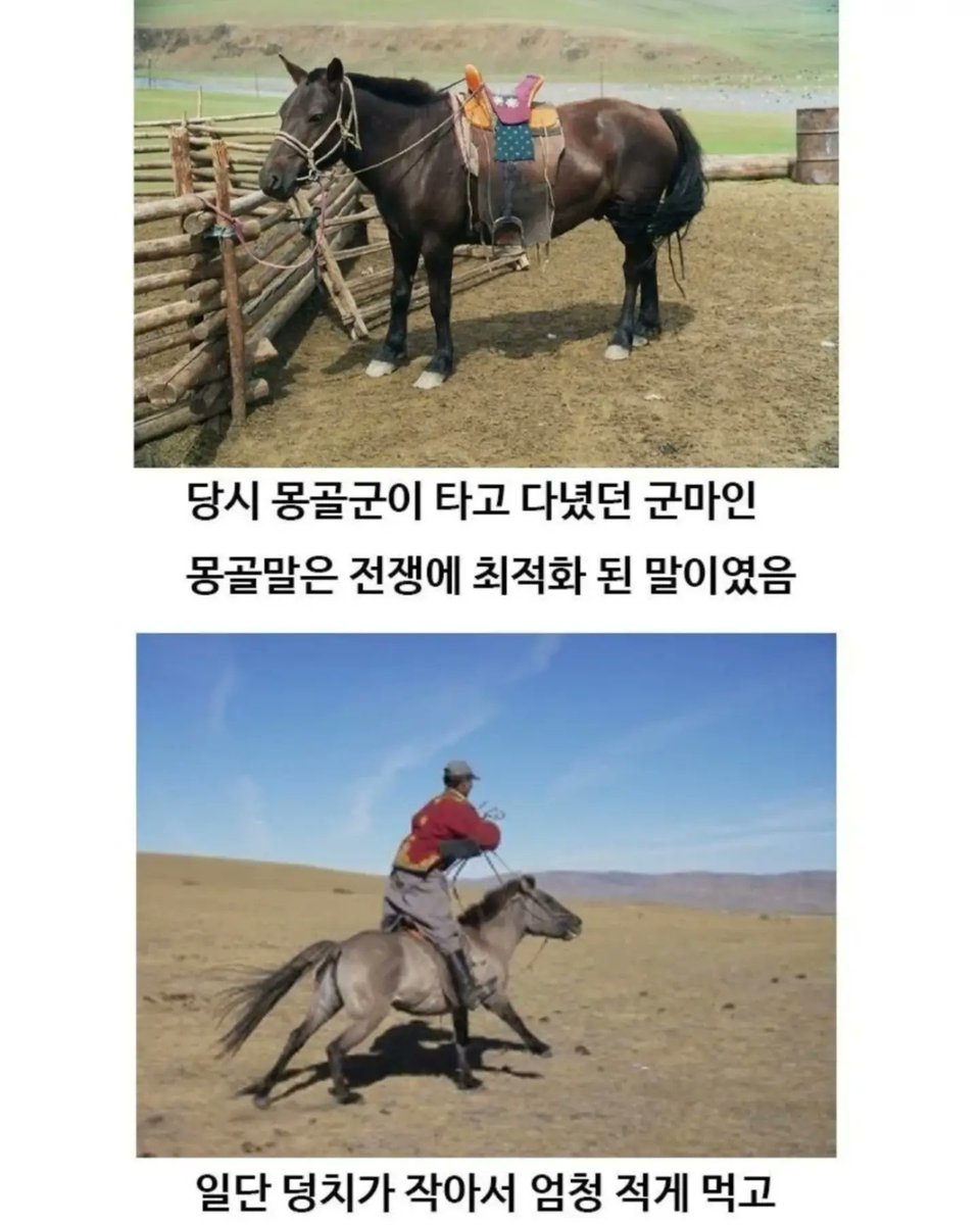 laterinfo_'s tweet photo. 작은 몽골말을 건드리면 아주 ㅈ 되는거야 https://t.co/2pfnBXF0cF