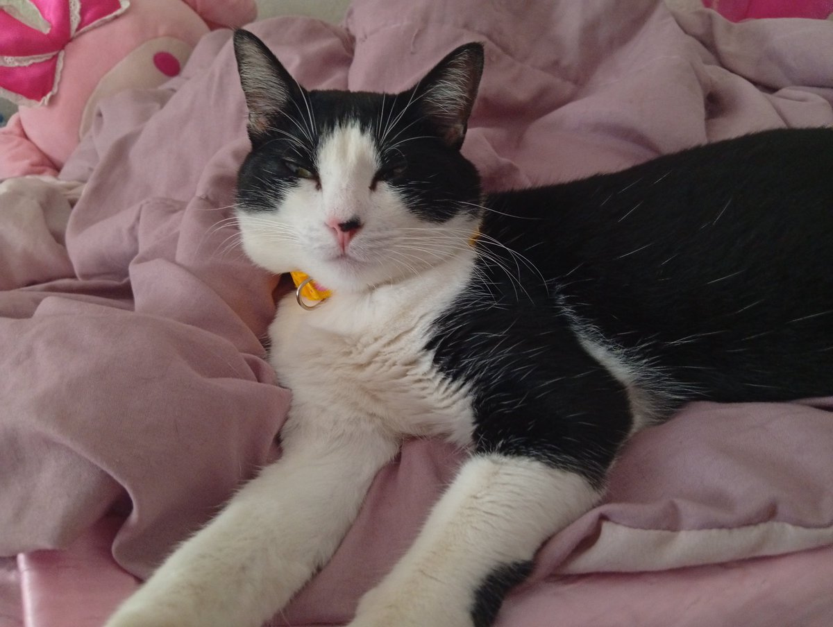 lostumbreIla's tweet photo. Hi guys. If you can spare a share or help us so I can sustain my cats, myself and pay rent due to financial issues and the difficult I'm facing while trying to get a job, that would help us a lot. My kofi is linked below. It would mean the world if you can help my cats and me 🩷 https://t.co/RpCd9Fu7vt