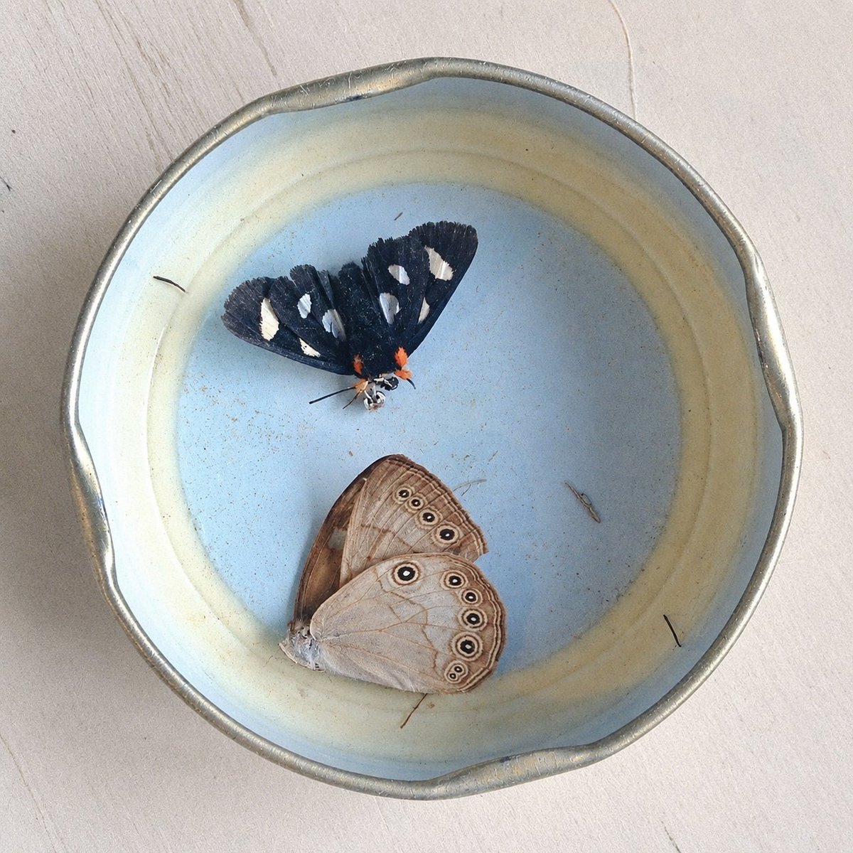w111ca's tweet photo. 𝐼𝑛𝑑𝑖𝑔𝑜 𝖡𝗅𝗎𝖾 𝖬𝗂𝗅𝗄𝖺𝗉.       Wood ears, moss and lichen ‘foraging’  𔒌  [𝖳𝗁.𝗇𝖺𝗍𝗎𝗋𝖺𝗅𝗂𝗌𝗍]

R; i have see you in all the things i love in the world. https://t.co/ws41H473Ko