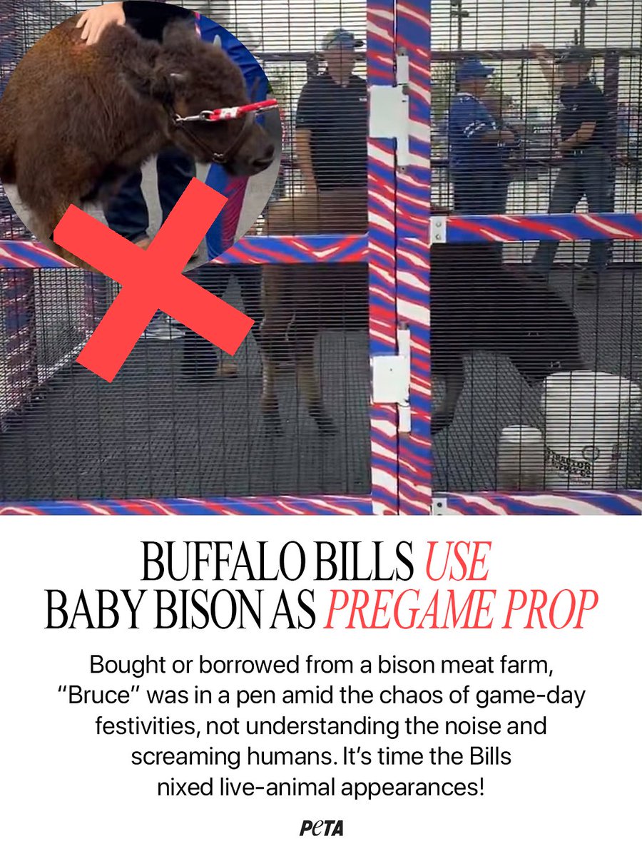 peta's tweet photo. A baby bison is not a pregame prop 💔

Football should be about the athletes on the field, NOT a vulnerable young animal who had no choice but to be there. A packed NFL stadium is no place for a baby bison.

This isn't sporting, it's mean. Do better, @BuffaloBills! https://t.co/O48LnqBq3L