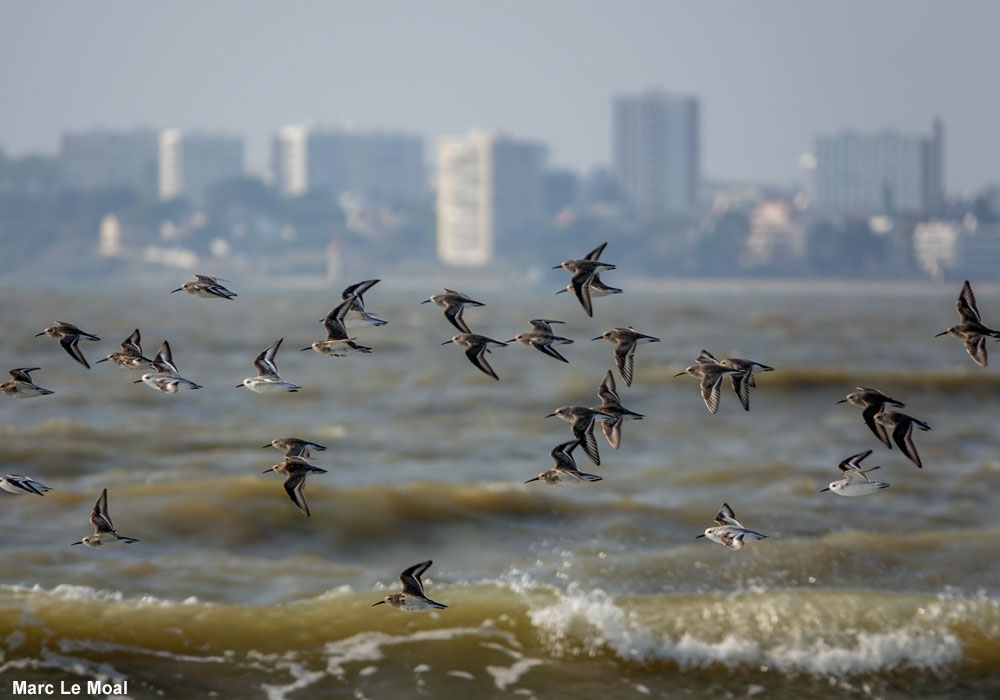 Ornithomedia's tweet photo. Journées Européennes de la Migration (Eurobirdwatch) du 3 au 11 octobre 2026 ➡️ Cliquez sur ce lien pour en savoir plus : https://t.co/EBCjXCQn90
#oiseaux #birds #ornithologie #ornithology @followers @LPOFrance #Eurobirdwatch #Journéesdelamigration https://t.co/GG9ZhhbWYq