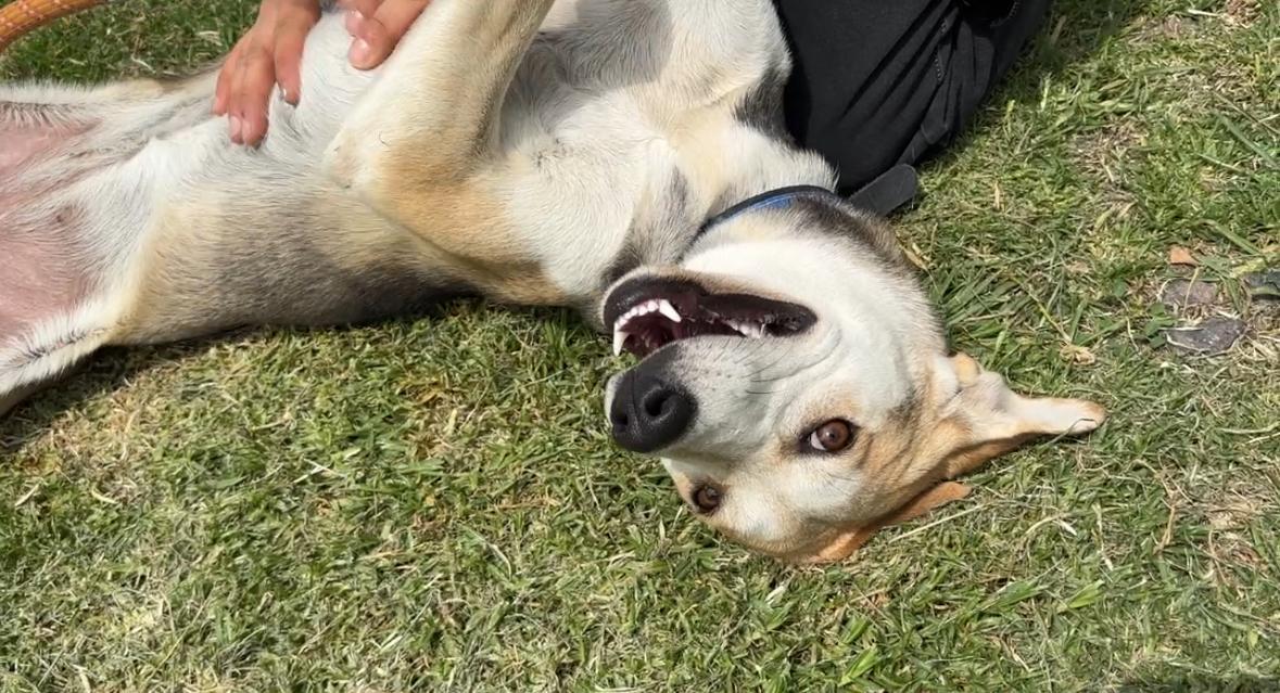 MetroCDMX's tweet photo. Todos los perritos rescatados en zona de vías o riesgo, son trasladados al @ctcdelmetro, lugar donde son valorados por médicos veterinarios. Si deseas darle la oportunidad algún lomito, consulta: https://t.co/13Bx1M33yD  🐾 #AUnMetroDeSuHogar #AdoptaNoCompres 🐶🏡 https://t.co/2q10Vq5vSA