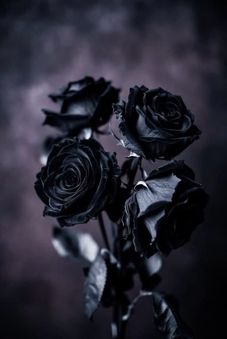 sidekicktwirl's tweet photo. 🖤 https://t.co/2QrA2NrciM
