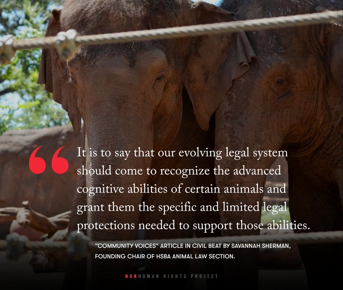 NonhumanRights's tweet photo. Granting animals legal rights isn’t about giving them all of the rights humans have—it’s about recognizing who they already are. In @CivilBeat, attorney &amp; chair of the HSBA #AnimalLaw Section, Savannah Sherman, breaks down the NhRP’s case in #Hawaii: https://t.co/TXaekkAyhN https://t.co/V2LfYhXowA