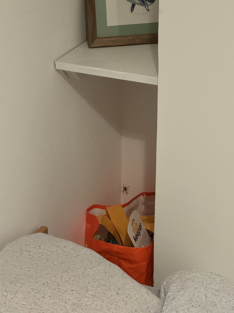 jojosolos's tweet photo. I’m back in this same room. Another SPIDER CAME AS WELL!

I had to call for backup (he didn’t help much tbh) https://t.co/3akwSUEM39