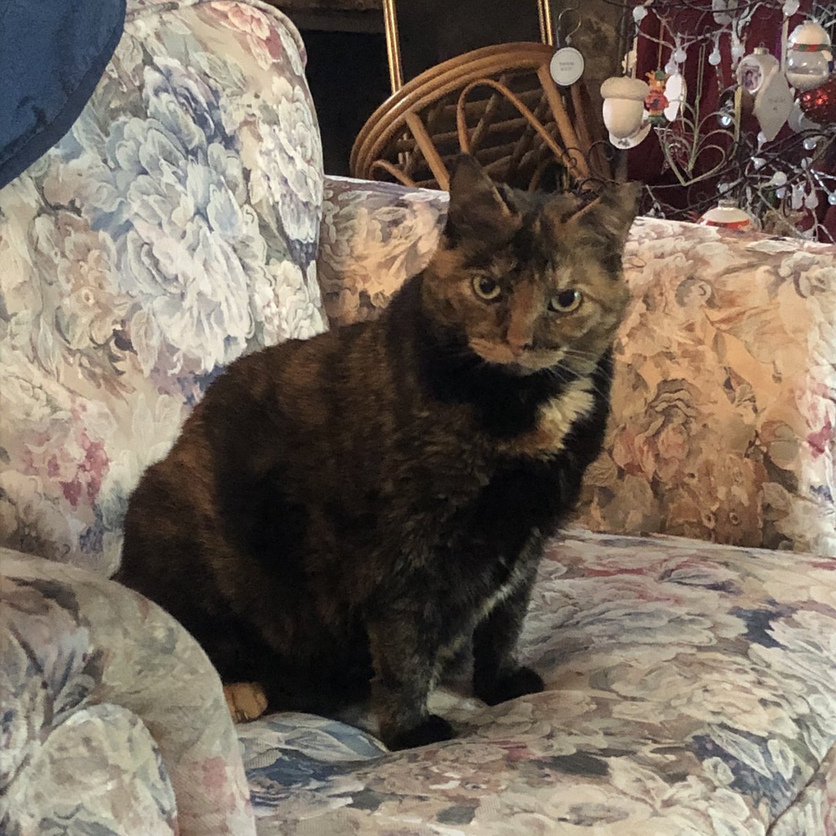 ChaiGerdes's tweet photo. I notice my medication alarm went off about five minutes ago, but I have yet to have my gaba gaba-laced churu on fine china placed in front of me. https://t.co/p07EaON55j