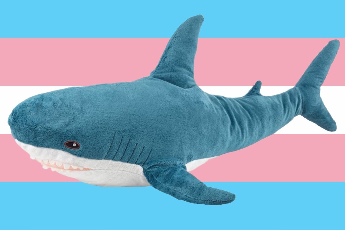 Mistlitainn's tweet photo. Algo que nunca me quedo claro del todo es ¿Que clase de vinculo tienen los peluches de tiburon con ser trans? https://t.co/TS43n8gFar