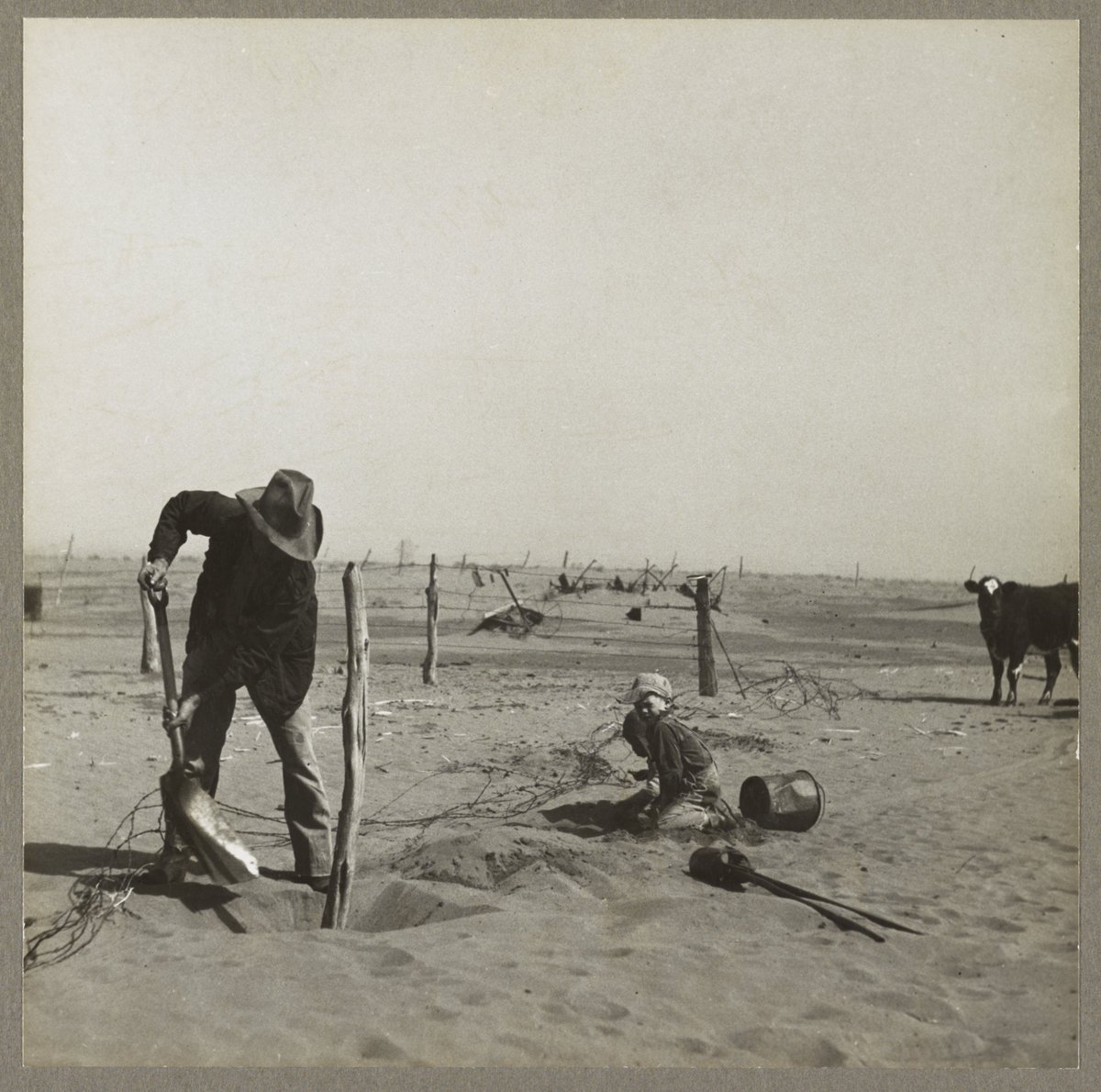 SamaHoole's tweet photo. The Dust Bowl was made by expert advice, and the advice was to plough up grazing land and grow crops on it.

School files it under weather. A drought came, the wind got up, Steinbeck wrote a book. Nature did it, and nobody's name is on it.

Plenty of names are on it.

The southern Plains had been grassland since the ice went. Buffalo grass and blue grama, a mat of root that had sat through every drought for thousands of years with 30 million bison standing on it. Rainfall out there runs 10 to 20 inches a year. The first surveyors took one look and wrote Great American Desert across the map, meaning graze it, and leave the plough at home. John Wesley Powell, the explorer who had actually walked the ground and went on to run the US Geological Survey, told Congress as much in 1878 and again, with maps, in 1890. Congress thanked him and carried on.

Then a professor at the University of Nebraska, Samuel Aughey, announced that breaking the sod released moisture and changed the climate. A land promoter called Charles Dana Wilber boiled it down in 1881 to four words: rain follows the plow. The railroads, who had several million acres of desert to sell, reprinted it by the cartload. It was what everyone wanted to hear, it came with charts, and it was science.

Washington joined in. The Enlarged Homestead Act of 1909 handed 320-acre blocks of dry grassland to anyone who would break them. In 1917 the government guaranteed wheat at over $2 a bushel and told farmers wheat would win the war. Then the tractor arrived, and a man who could turn 3 acres a day behind horses could turn 50. Between 1925 and 1930 more than 5 million acres of native grass on the southern Plains went under, in what the locals called the Great Plow-Up. The cattle came off and the wheat went in. When the wheat price collapsed at the end of the decade, farmers ploughed up more grass to make the same money from a lower price, which is the sort of decision a spreadsheet makes.

The rain, having not read Professor Aughey, stopped in 1931.

Wheat has the root system of a doormat. With the grass gone there was nothing holding Kansas down, and Kansas left. In May 1934 it fell on ships 300 miles out in the Atlantic. On 14 April 1935, Black Sunday, a wall of topsoil thousands of feet high rolled across the Plains and turned the afternoon into midnight. Children died of dust pneumonia behind wet sheets nailed over the windows. 100 million acres were damaged and around 2.5 million people packed up and left.

That spring a soil scientist called Hugh Bennett was giving evidence to a Senate committee when the sky over Washington went brown with what had recently been Oklahoma. He got his Soil Conservation Service within weeks.

Then the federal government did something your textbook skips. It bought back more than 11 million acres of the wrecked cropland, put it down to grass again, and put cattle on it. It is still there. They're called the National Grasslands, nearly 4 million acres of them, grazed under permit to this day, and they have not blown anywhere since.

So America has run the experiment at full scale. Take land that only grass will hold, remove the grazing animal, and grow human food crops on it because the experts and the price say so. It took 5 years to plough and 10 to bury a region.

Every few months now a report lands explaining that pasture is wasted land, and that if we only took the cattle off we could grow crops there instead. It has charts. It is science.

Ask them what follows the plough this time.