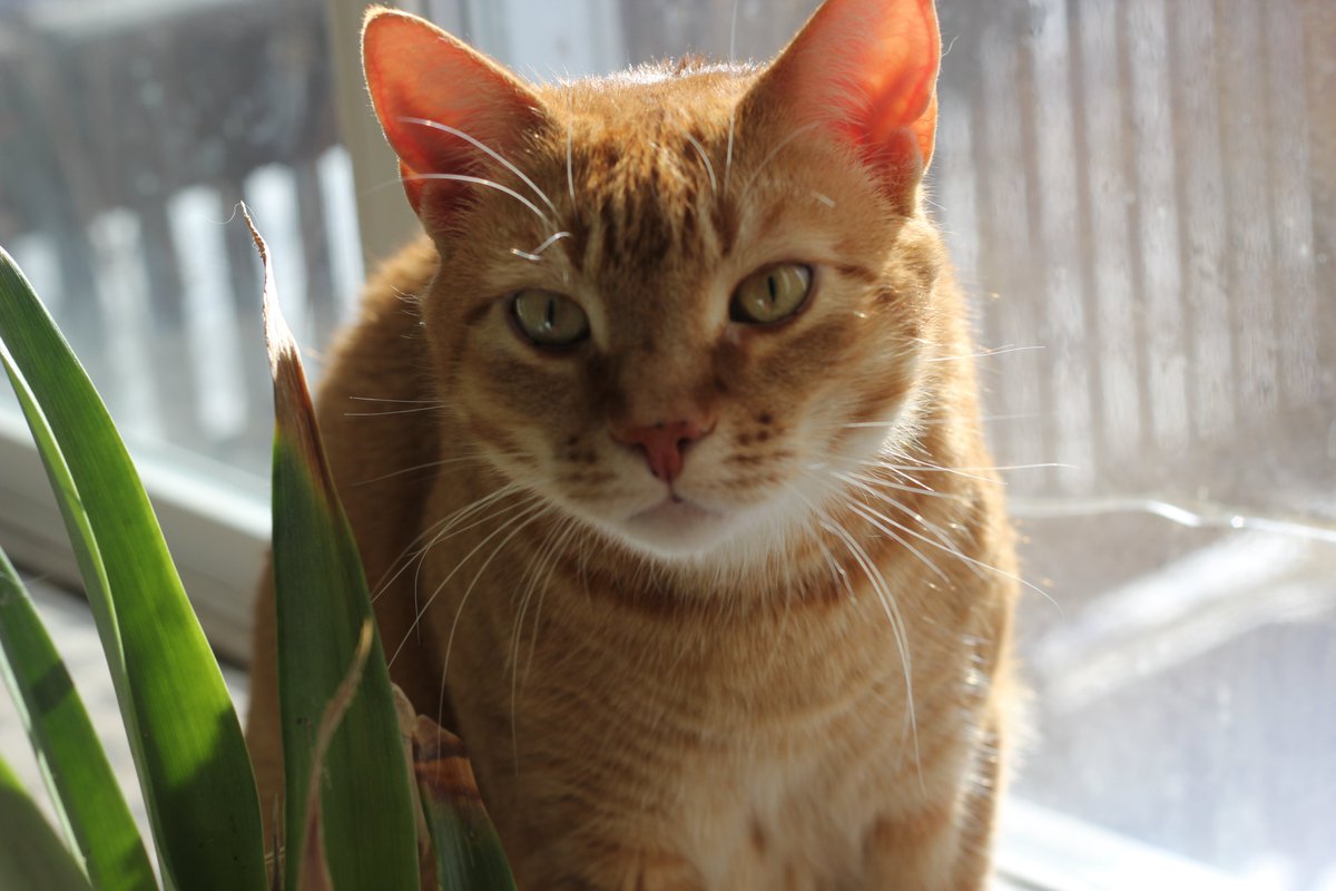 AshKollbeck's tweet photo. You do not have to explain yourself to anyone. You made sure Onyx will be cared for by a vet, receive his prescription food, and be closely monitored. Some people would simply leave food out and hope for the best. You found him professional care.
I lost my mom ten years ago, and I would give anything for the chance to make just one more memory with her. Enjoy this precious time with your mother and make every moment count. Onyx is in good hands, and our prayers are with you.