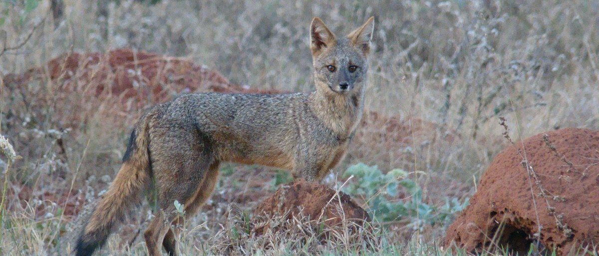 avidanocerrado's tweet photo. A raposinha-do-campo (Lycalopex vetulus) é um dos menores canídeo do mundo e vive exclusivamente no Cerrado brasileiro. A sua dieta inclui principalmente insetos (cupins, formigas e besouros), mas também pode incluir pequenos roedores, aves e frutos. (📸 Frederico Lemos) https://t.co/XXBeBZGegb