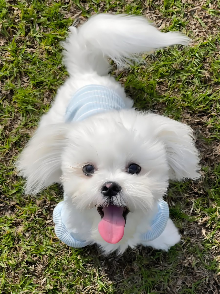 mk58824Jo's tweet photo. My little pup doubled in size in 6 months! Every wiggly walk and tiny trick is pure joy — growing up with you is my favorite adventure.， https://t.co/a14wfIQTz8
