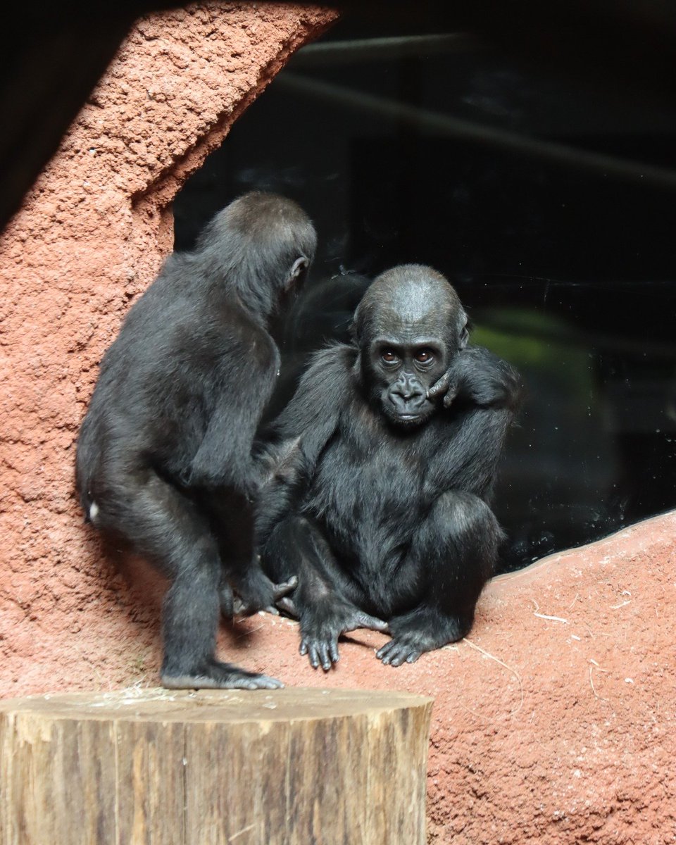 mobigorillafam's tweet photo. Sitting here watching them buy the wrong π¦ gorilla. A little upset...
#mobigorilla $MOBI #mobiupset https://t.co/0qB4q4GAwS