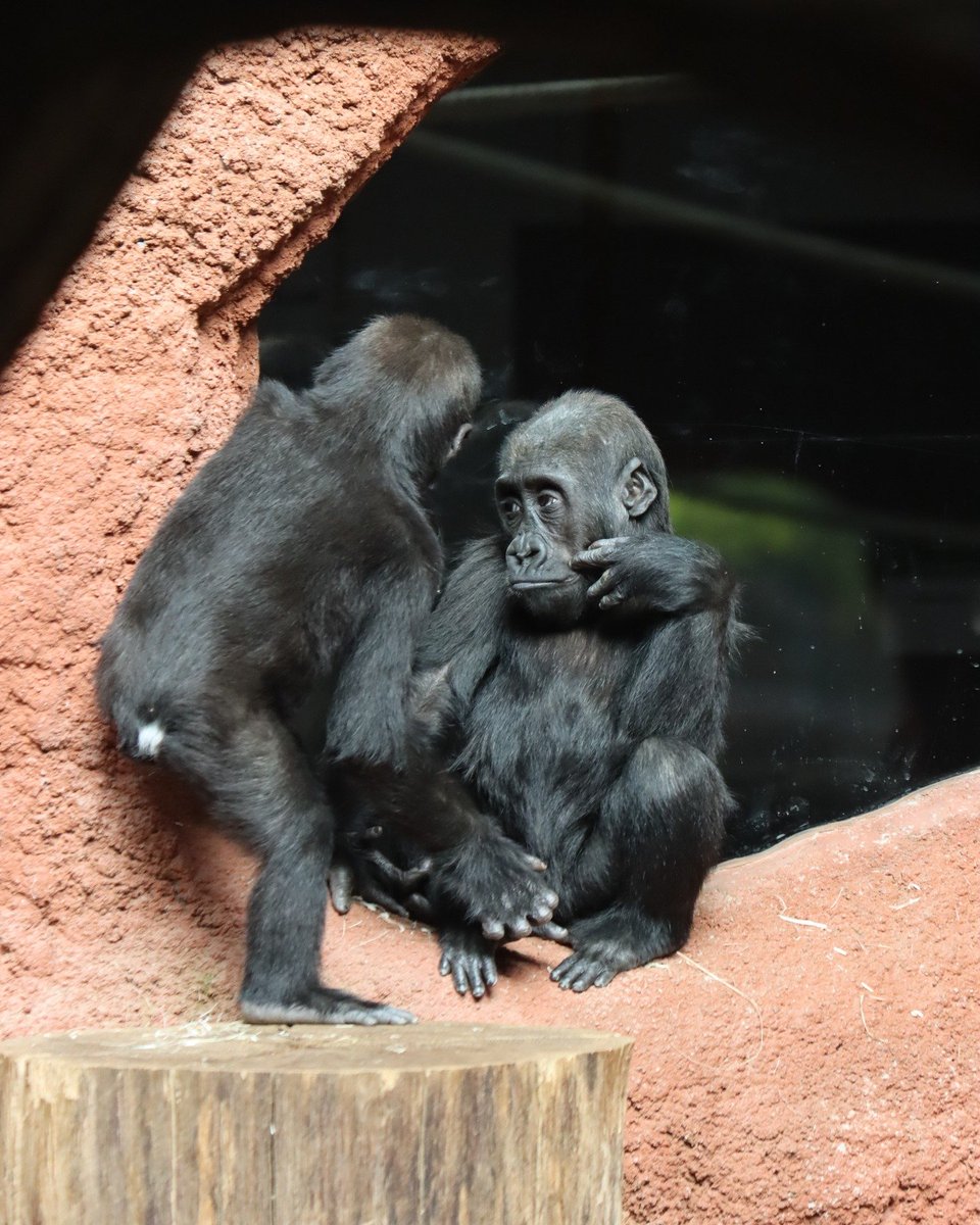 mobigorillafam's tweet photo. Sitting here watching them buy the wrong π¦ gorilla. A little upset...
#mobigorilla $MOBI #mobiupset https://t.co/0qB4q4GAwS