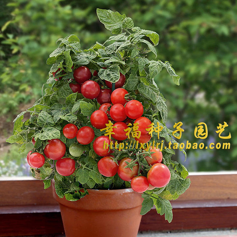 LIBEA_1204's tweet photo. My little potted tomato plant finally has its first tiny red fruit! From a wilted seed to this tiny win – small joys make big daily changes. https://t.co/P1NRjhJVle