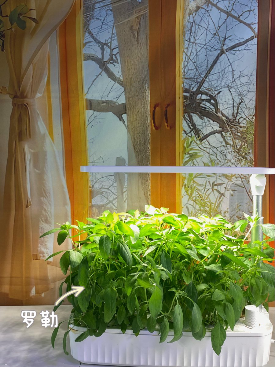 BrantMasch's tweet photo. [Moved to a sunlit apartment with a balcony herb garden this month—fresh basil on pasta tonight tastes like the best kind of small win. ]， https://t.co/BVlDKSqFZr