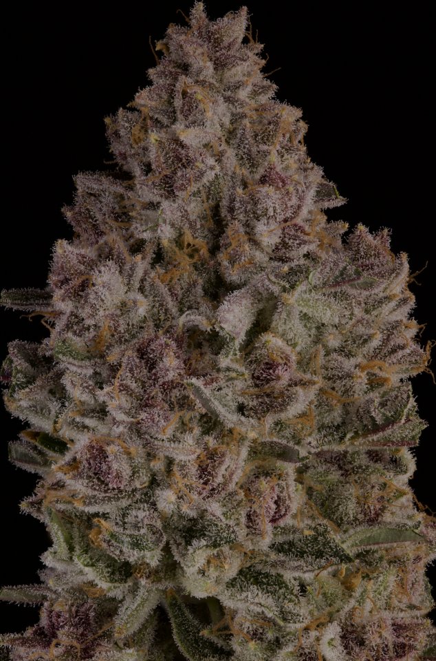 HIGH_TIMES_Mag's tweet photo. ICYMI: High Times Strains of the Month are here.

Giraffe P swept Zalympix. BBL2 keeps winning cups. One Peach Tree clone is going for $20,000.

@davidrdowns tracks the flower making noise across the country in his latest Terp Sherpa column: https://t.co/AP05iL7NbL https://t.co/8fjQPnbAZP