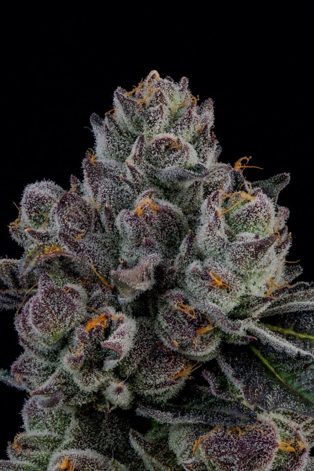 HIGH_TIMES_Mag's tweet photo. ICYMI: High Times Strains of the Month are here.

Giraffe P swept Zalympix. BBL2 keeps winning cups. One Peach Tree clone is going for $20,000.

@davidrdowns tracks the flower making noise across the country in his latest Terp Sherpa column: https://t.co/AP05iL7NbL https://t.co/8fjQPnbAZP