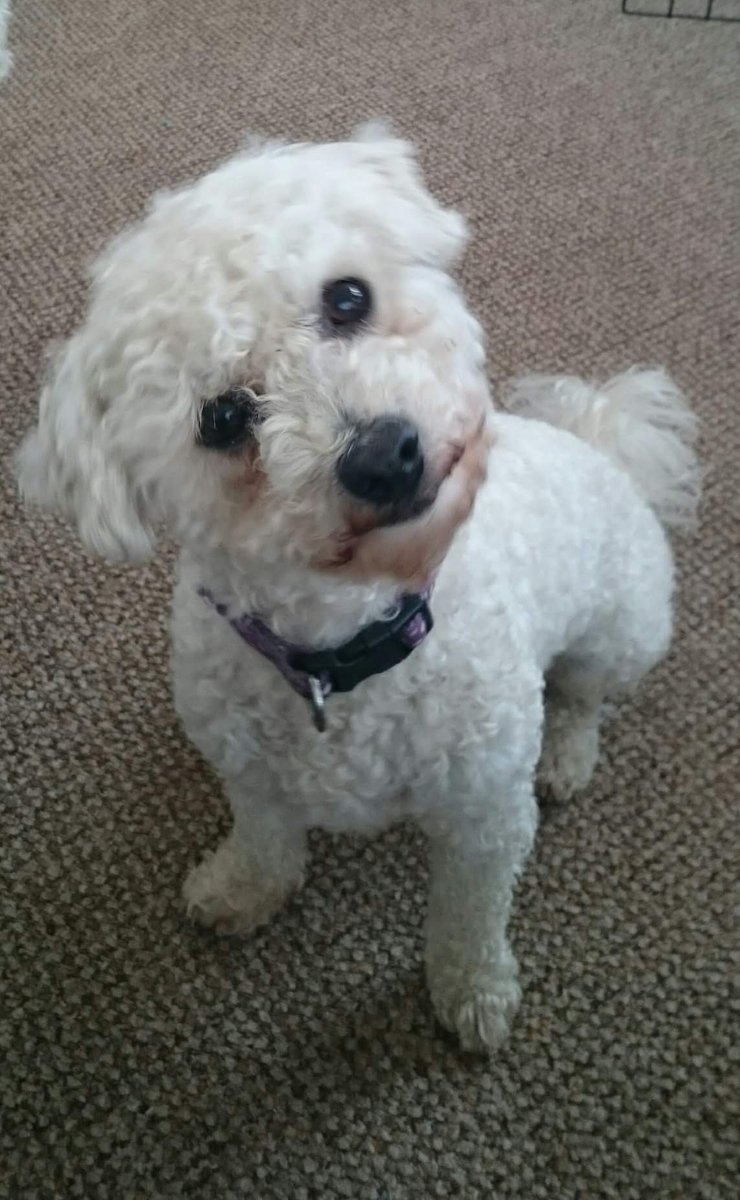 aliclarkbrown's tweet photo. Goodbye my beautiful girl. I will love you forever 💔
#dogs
#rainbowbridge https://t.co/xN9XJiJTjt