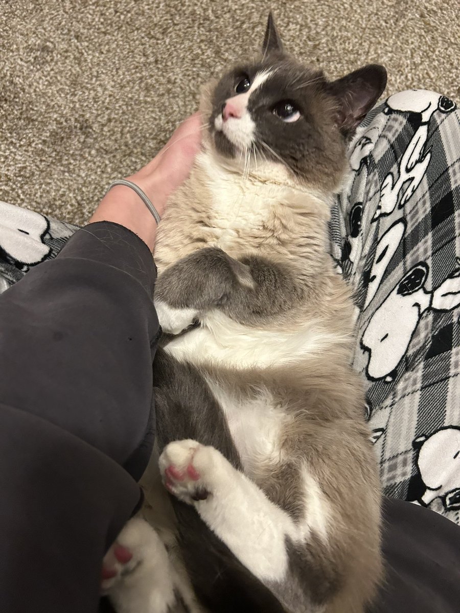 tommcat4283's tweet photo. my baby shes so dumb she fell off cat tree the anesthesia didnt fully wear off yet she is LONG gone bro 😭 https://t.co/jXBivKW08H