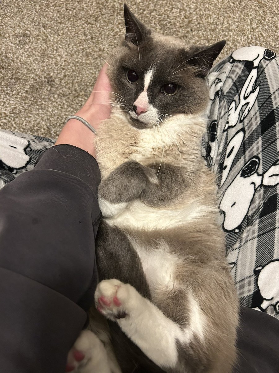 tommcat4283's tweet photo. my baby shes so dumb she fell off cat tree the anesthesia didnt fully wear off yet she is LONG gone bro 😭 https://t.co/jXBivKW08H