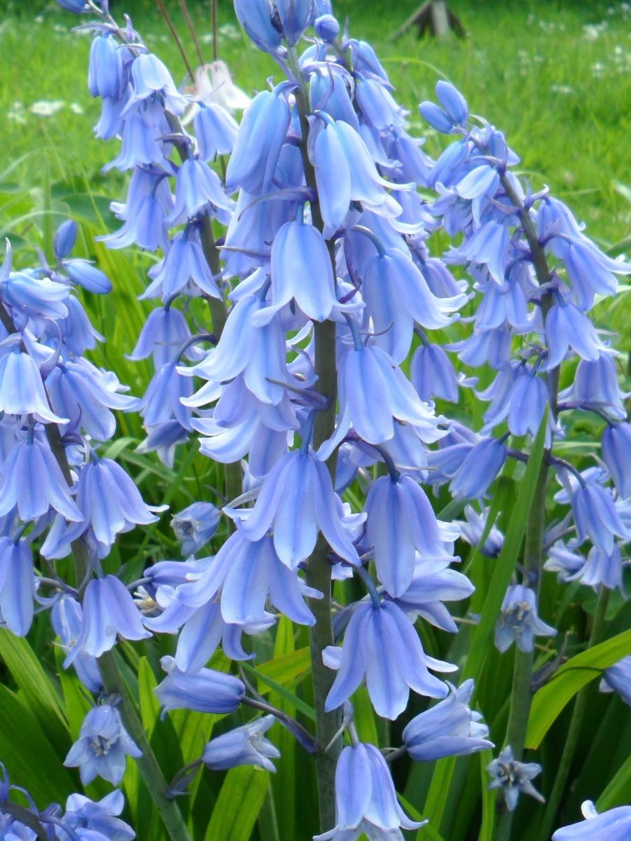 dawnsweeties's tweet photo. ꒰ you have received an order .ᐟ .ᐟ ꒱

to: @jun_yshin .ᐟ
from: @1aiaiairi1 .ᐟ

💌 — gifts &amp; message below

✎ . . . . in this order . . . .

— blue bellflowers
— tenshindon
— suspicious looking red drink
— love note https://t.co/d0yezLEgsB