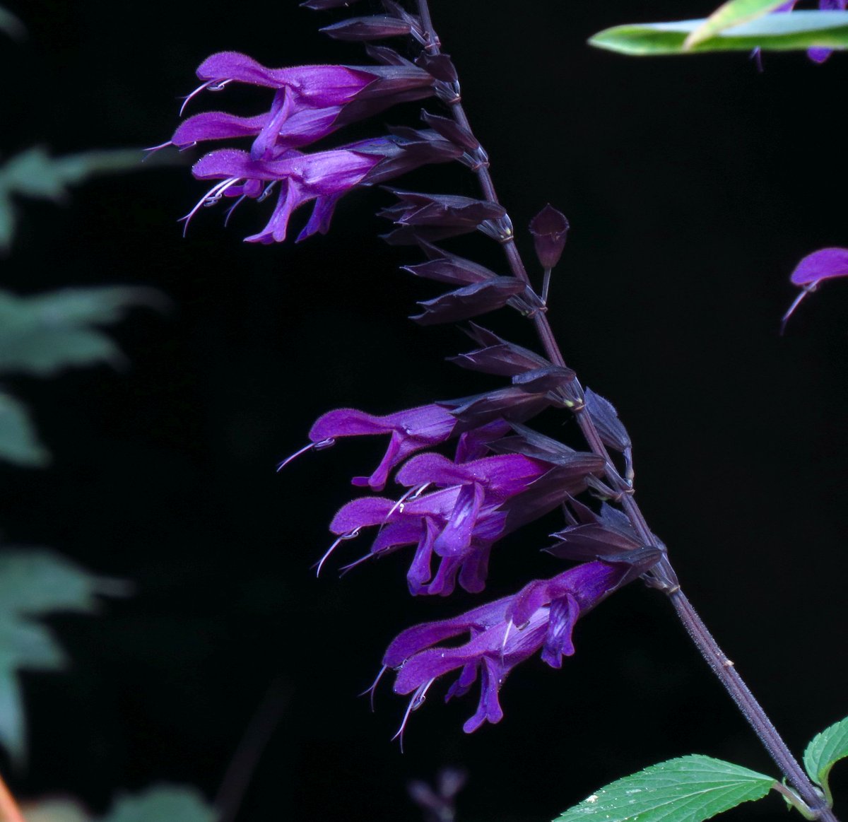 angegarrod's tweet photo. #gardenersworld A few from this week.

#flowers #autumnwatch #springwatch https://t.co/XBCHwe7Umi