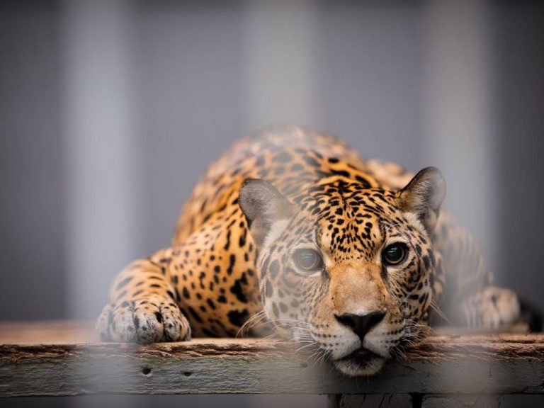 camaradeputados's tweet photo. Zoológicos e aquários terão até 2 anos para fechar as portas no Brasil. Proposta em análise na Câmara proíbe esses estabelecimentos e prevê que os animais serão levados a centros de reabilitação com possível volta à natureza [PL 2648/2026]. Confira: https://t.co/FX5j2cmrSe https://t.co/odeCuunI1p
