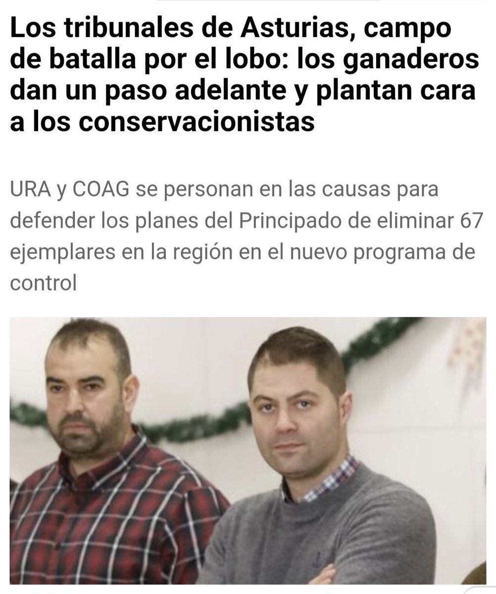 Marcoslrua's tweet photo. El agrofascismo asturiano ha decidido dar un paso más y personarse en los procedimientos judiciales para defender la aplicación del programa del @GobAsturias que contempla la maranza de hasta 67 lobos hasta finales de 2027. 

Ya no les basta con presionar a la Administración. Ahora quieren entrar también en los tribunales para intentar blindar una política basada en matar lobos como respuesta al conflicto ganadero.

El sindicato ganadero URA se ha personado para defender la vigencia del plan y el sindicato COAG ÁSTURIAS ha hecho lo propio en la pieza de medidas cautelares. 

Y aquí conviene poner las cosas en su sitio.

Los tribunales no son una ventanilla para conseguir que se maten más lobos.

Son precisamente el lugar donde debe comprobarse si las decisiones del Principado respetan la legislación, están suficientemente justificadas y son proporcionales.

Porque el discurso de siempre ya lo conocemos: hay daños → hay lobos → hay que eliminar lobos.

Pero la gestión de una especie protegida no puede reducirse a esa ecuación.

Si existen daños, que se prevengan.

Si existen explotaciones vulnerables, que se refuercen las medidas de protección.

Si existen indemnizaciones insuficientes, que se mejoren. 

Y si se pretende eliminar ejemplares, que se demuestre con ciencia y con Derecho que resulta imprescindible.

Lo que no vale es convertir al lobo en el chivo expiatorio permanente de todos los problemas del medio rural.

Porque detrás de esos 67 lobos hay algo mucho más importante que una cifra:

hay una concepción de la naturaleza en la que cualquier especie que genere conflicto con determinados intereses humanos acaba convertida en objetivo de eliminación.

Y eso no es conservación.

Eso es gestión de la fauna a demanda.

El lobo no amenaza la existencia de Asturias.

El lobo no ha creado el despoblamiento rural.

El lobo no ha provocado la falta de rentabilidad de muchas explotaciones.

El lobo no es responsable del abandono del campo.

Pero resulta extraordinariamente cómodo señalarlo como enemigo.

Lo verdaderamente preocupante no es que el lobo haya llegado a los tribunales. Es que quienes quieren eliminarlo pretendan presentar su muerte como la única defensa posible del mundo rural.

Asturias necesita ganadería y necesita lobos.

Lo que no necesita es convertir la conservación de la biodiversidad en una batalla entre ganaderos y ecologistas.

Porque defender el campo no da derecho a decidir que una especie silvestre sobra.

Y defender al lobo no significa estar contra los ganaderos. Significa exigir que los conflictos se solucionen sin convertir la muerte de animales en política de Estado autonómico.

**La matanza de 67 lobos no son una solución. Son 67 vidas que el Principado pretende convertir en moneda de cambio de un conflicto que exige mucha más inteligencia que apretar el gatillo.**

https://t.co/RW6AiPYheh