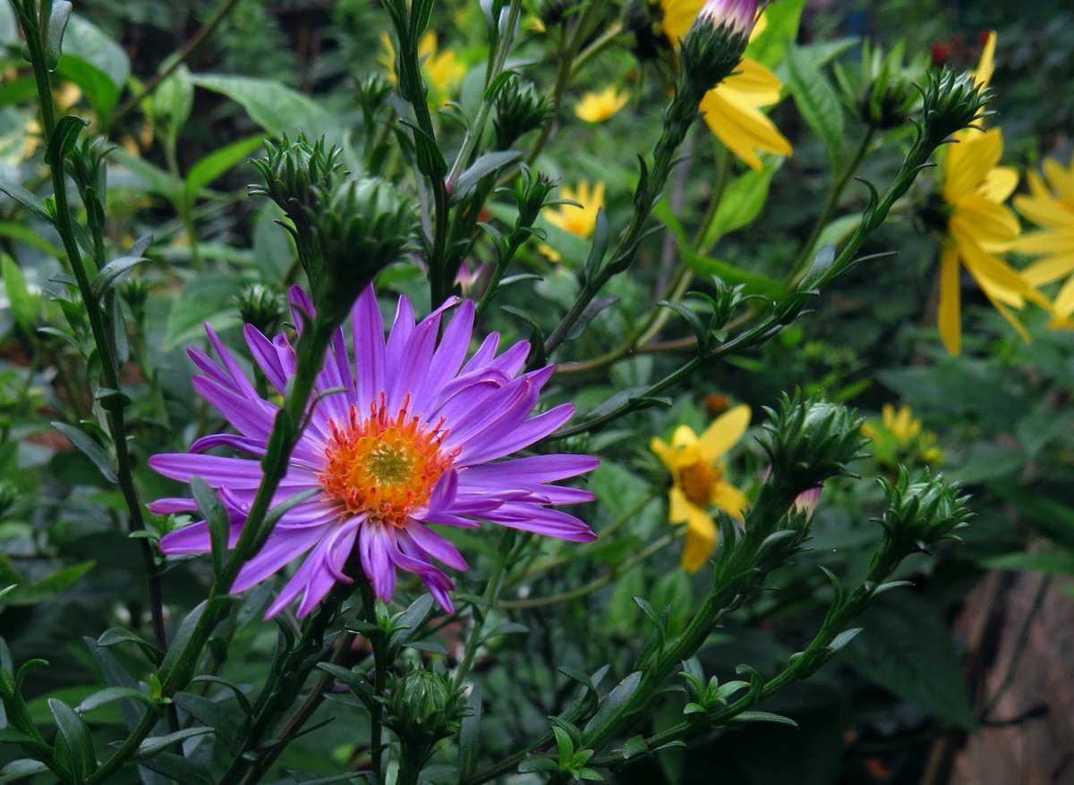 angegarrod's tweet photo. #gardenersworld A few from this week.

#flowers #autumnwatch #springwatch https://t.co/XBCHwe7Umi