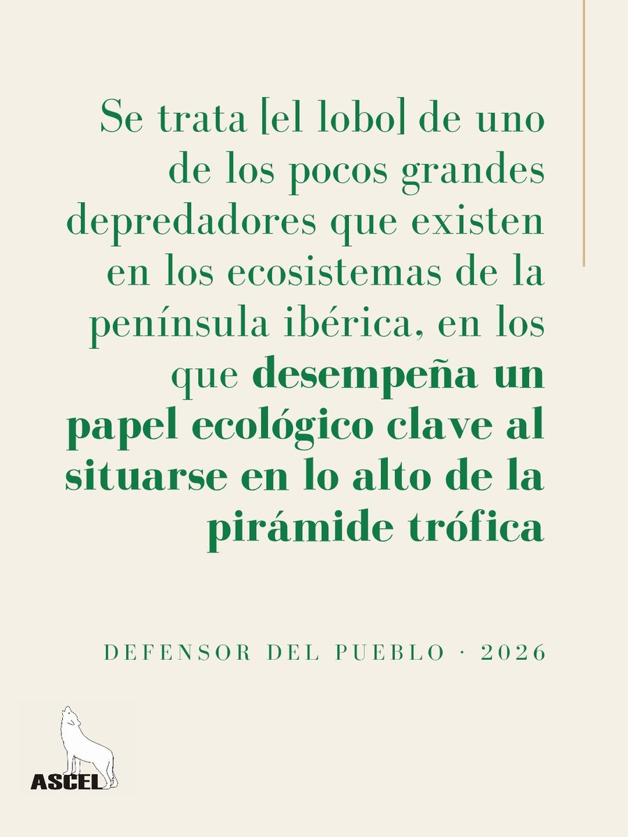 ascel_lobo's tweet photo. El cambio 💚 por los lobos 🐺

Las instituciones son sensibles a la naturaleza y sus consideraciones registran el cambio en la sociedad: el lobo debe ser protegido y respetado.

Del recurso de inconstitucionalidad del @DefensorPuebloE extraemos estas palabras https://t.co/1pJzrX89zd
